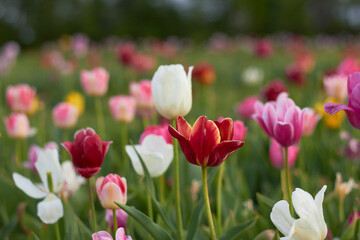 Obraz premium Beautiful colorful tulips at the tulip festival. Beauty of nature. Spring, youth, growth concept.