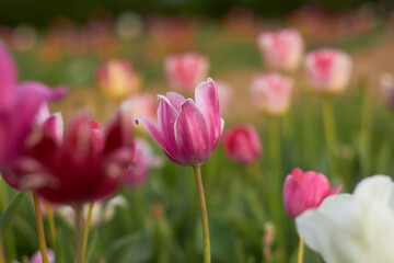 Beautiful colorful tulips
at the tulip festival.
Beauty of nature. Spring, youth, growth concept.