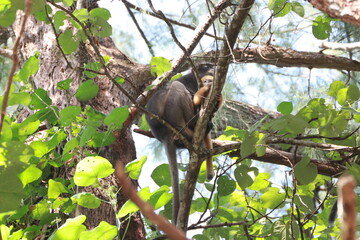 Dusky leaf monkey, Dusky langur, Sectacledp monkey eating fruit on green tree.