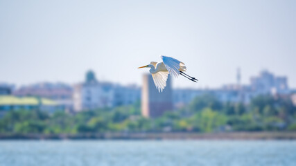 The flight of the little egret. The heron flies over the city pond.