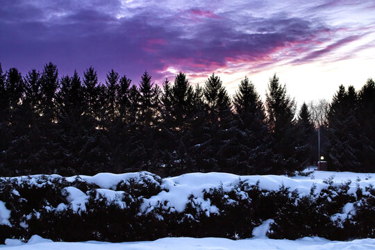 Dramatic pink and purple sunset in the winter in London-Middlesex, Ontario, Canada, featuring a large spruce tree and silhouetted treeline, 2021.