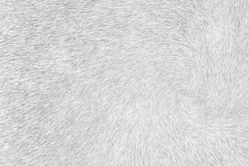Dark gray cow fur texture line patterns abstract for background - obrazy, fototapety, plakaty