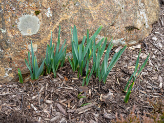 first daffodil leaves in the spring in the garden