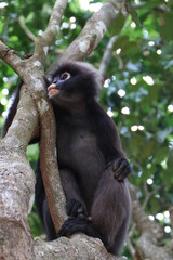 Dusky leaf monkey, Dusky langur, Sectacledp monkey eating fruit on green tree.