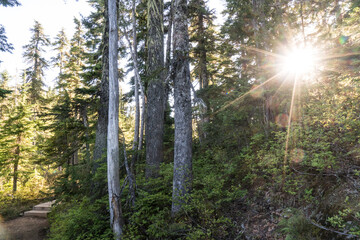 Fototapeta na wymiar view of forest trail through Paradise Meadows, Strathcone Provincial Park on Mt. Washington, BC, Canada