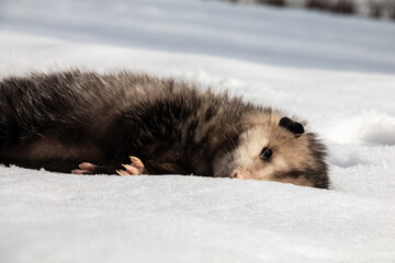 A dead, young Virgina opossum lies in a snowbank in Southwestern Ontario, Canada, February 2021. These opossums are Canada's only marsupial species.