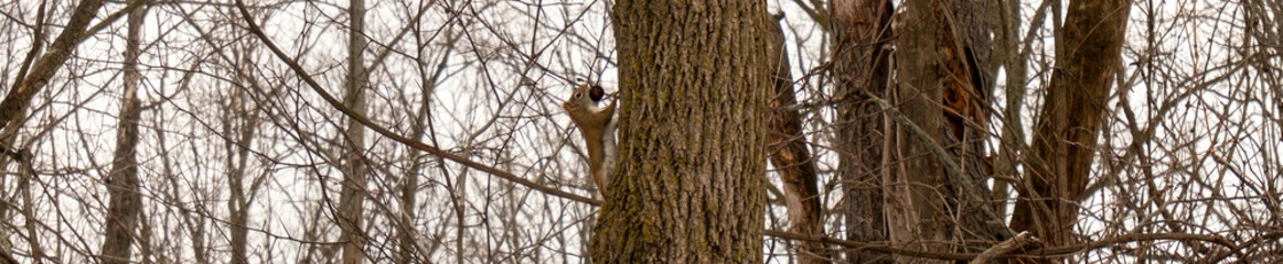 Obraz premium chipmunk eating nut climbing brown tree in Hamilton, Canada