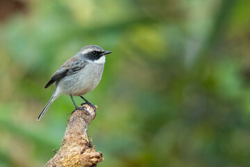 Grey Bushchat perching on a tip of a perch