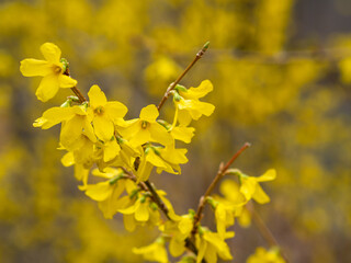forsythias blooming in the spring