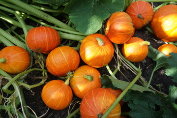 Orange pumpkins on the ground. Harvesting. Food. Agriculture, gardening, agronomy. Green consumption concept. Conservation of nature, ecology. Caring, love for plants. - 415297284