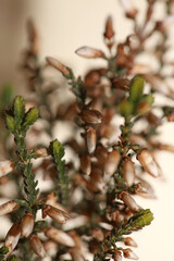 Flower blossoming Erica carnea family Ericaceae modern background high quality botanical prints