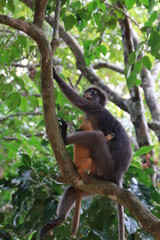 Dusky leaf monkey, Dusky langur, Sectacledp monkey eating fruit on green tree.