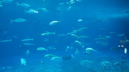 school of fish