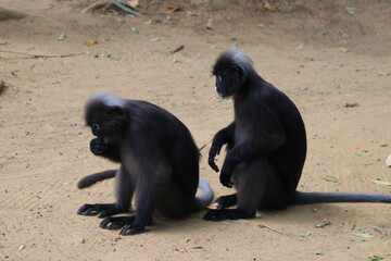 Dusky leaf monkey, Dusky langur, Sectacledp monkey eating fruit on green tree.