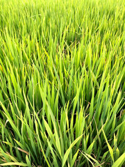 green grass background