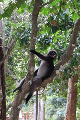 Fototapeta premium Dusky leaf monkey, Dusky langur, Sectacledp monkey eating fruit on green tree.