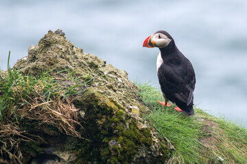 The puffin bird is a symbol of Iceland