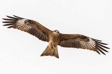 The black kite is not black at all, but brown, you can recognize it by its one-color, dark brown plumage, a forked tail, by long wings slightly curved back. 