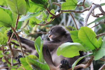 Dusky leaf monkey, Dusky langur, Sectacledp monkey eating fruit on green tree.