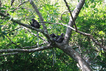 Dusky leaf monkey, Dusky langur, Sectacledp monkey eating fruit on green tree.