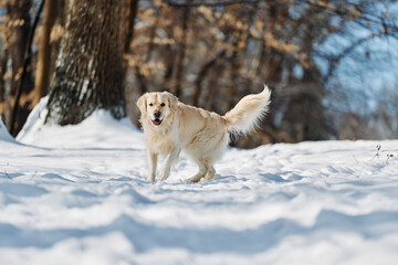 Joyka the Golden retriever dog is enjoying sunshine and snow on an extremely cold day in Western Pennsylvania. He is jumping for joy in the snow, catching icicles and snowflakes. All’s white and blue