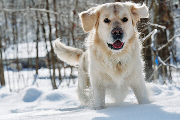 Joyka the Golden retriever dog is enjoying sunshine and snow on an extremely cold day in Western Pennsylvania. He is jumping for joy in the snow, catching icicles and snowflakes. All&rsquo;s white and blue
