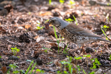 Fieldfare, Turdus pilaris, collects worms on a sprng lawn.