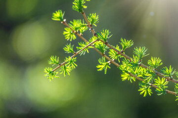 Green bushes with young leaves in the sunset