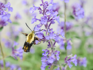 Hummingbird Clearwing Moth (Hemaris thysbe) pollinating the purple flowers of catmint (Nepeta mussinii)..  Closeup.  Copy Space.