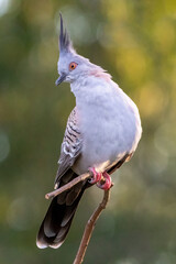 Crested pigeon with its chest pointing to the camera and looking sideways