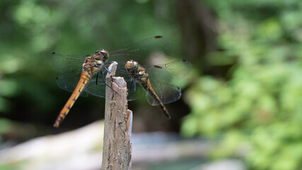 dragonfly on a branch