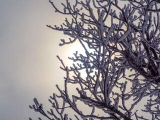 樹氷とぼんやりした太陽