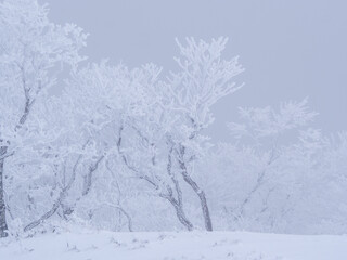 Fototapeta na wymiar 雪山の樹氷をまとった木々