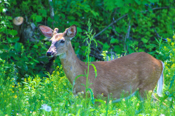 Young Buck in the woods of Maine