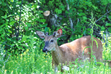 Young Buck in the woods of Maine