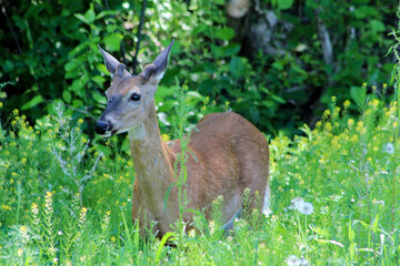 Young Buck in the woods of Maine
