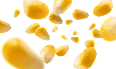 Ripe corn grains levitate on a white background
