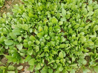 green leaves background