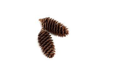 Brown pine cone on white background photographs