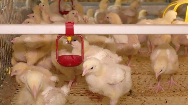 Baby chicken in poultry farm. Group of little chickens in a farm eating. On a modern poultry farm, broilers drink water and take medications for drinking 

