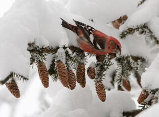 crossbill husk the cones of the tree