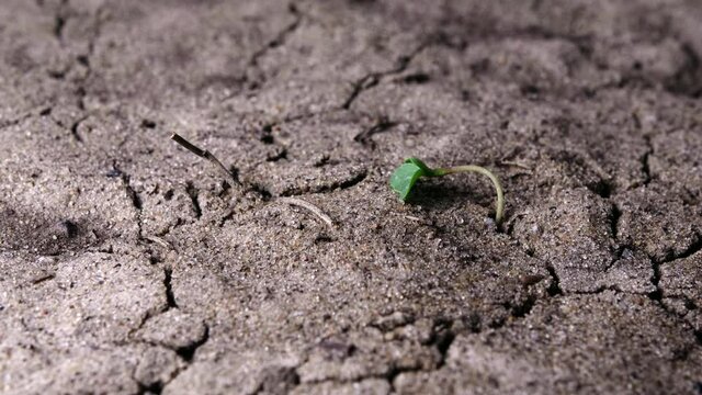 Single green sprout comes alive in dry, cracked earth. Plant grows in hot desert. Concept of viability. Macro shooting