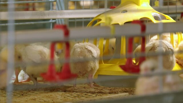 Baby chicken in poultry farm. Group of little chickens in a farm eating. Lot of little yellow chicks on the floor eat from the feeder. Food for the birds. Automatic feeders in poultry farms
