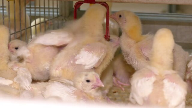 On a modern poultry farm, broilers drink water and take medications for drinking. Agricultural business raising chickens
