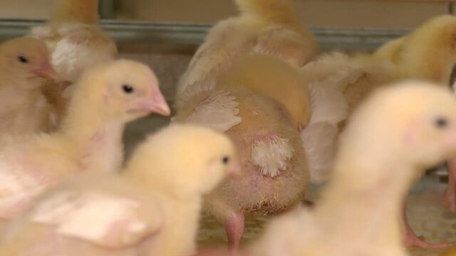 Young broiler chicken in a cage near the feeder. On a modern poultry farm, broilers drink water and take medications for drinking. Agricultural business raising chickens
