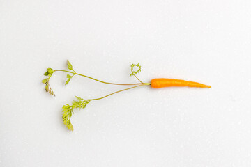 かわいいにんじん　Cute beautiful fresh carrot photo 