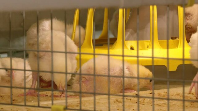 On a modern poultry farm, broilers drink water and take medications for drinking. Agricultural business raising chickens
