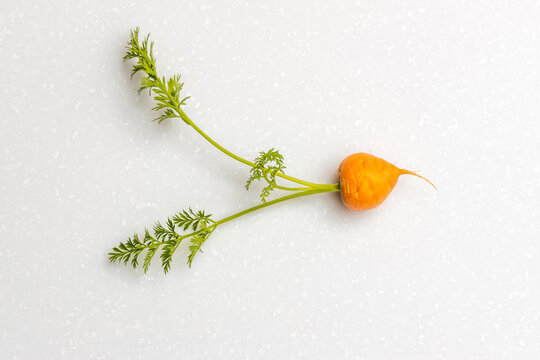 かわいいにんじん　Cute beautiful fresh carrot photo 