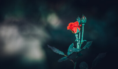 Red rose flower and the two rosebuds on either side of the flower, in the dark background. negative...