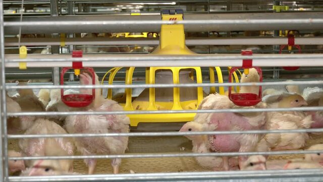 Nipple drinkers for birds. Baby chicken in poultry farm. On a modern poultry farm, broilers drink water and take medications for drinking.  2 week old broiler chicken.
